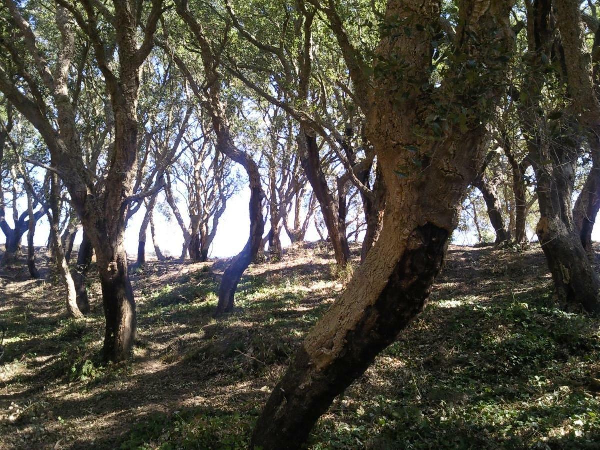 Azienda Agrituristica Le Terre Di San Leonardo Cetraro Exteriér fotografie